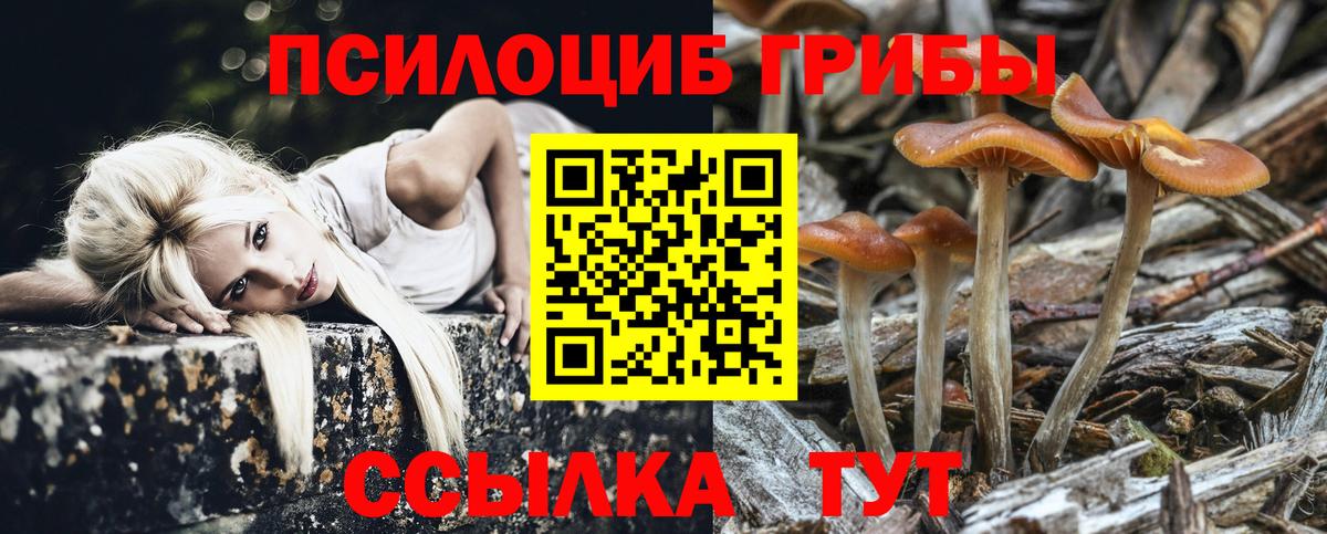 Галлюциногенные грибы Psilocybe Кимовск